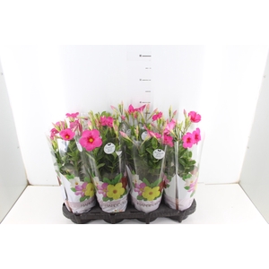 MANDEVILLA ROSE QUEEN P14