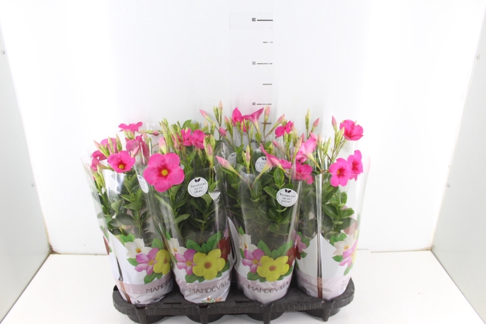 MANDEVILLA ROSE QUEEN P14