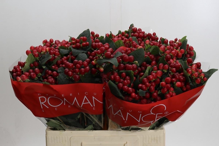 <h4>HYP TRUE ROMANCE</h4>