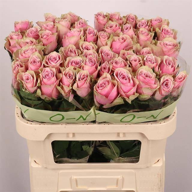 <h4>R GR ATHENA ROYALE</h4>