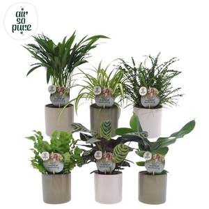 Ov Kamerplanten Gemengd Keramiek Havana