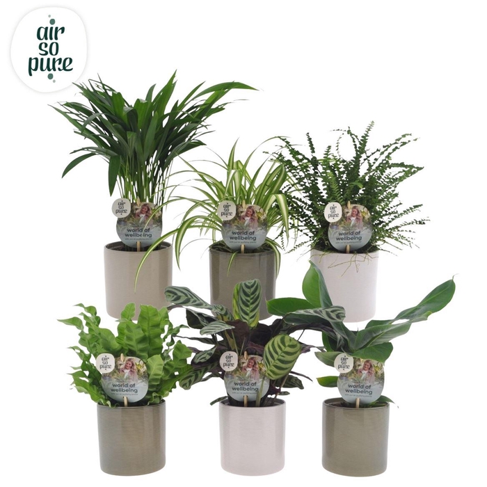 <h4>Ov Kamerplanten Gemengd Keramiek Havana</h4>