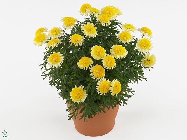 Argyranthemum  'Madeira Crest Yell'