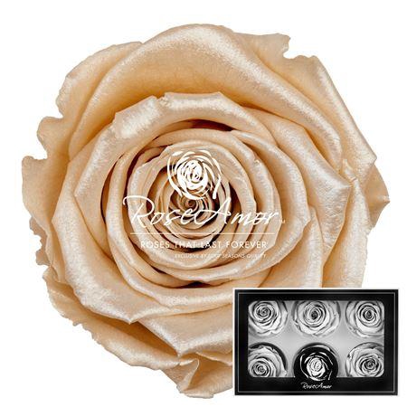 <h4>Lplus Satin Champagne Cha01</h4>