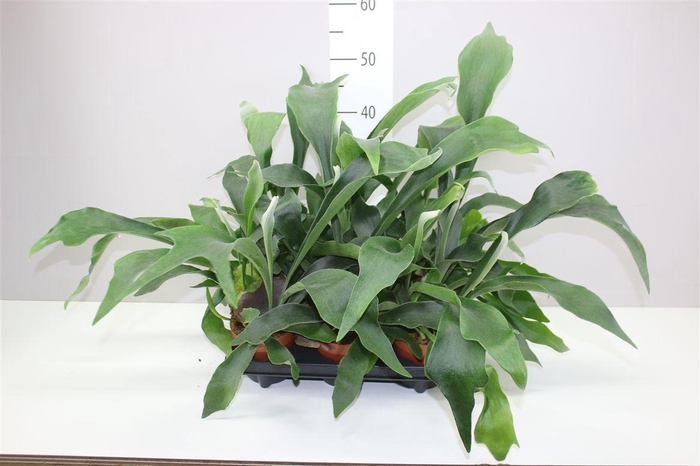 <h4>Platycerium Bifurcatum</h4>