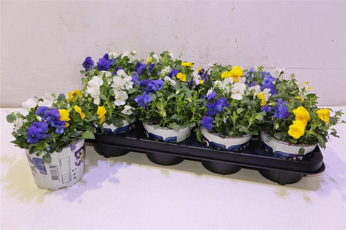 <h4>Vio Tricolor Blue</h4>