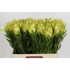 Leucadendron Goldstrike