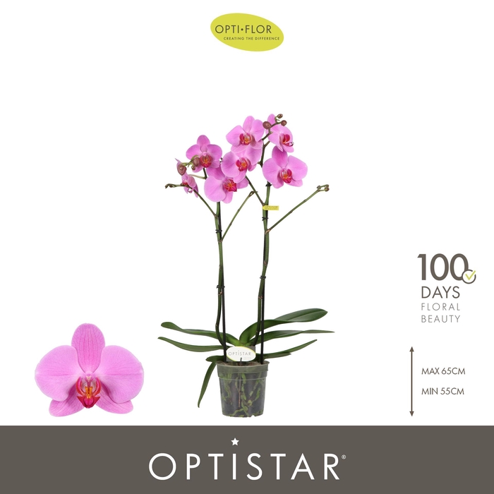 <h4>Optistar Yoko 2 spike</h4>