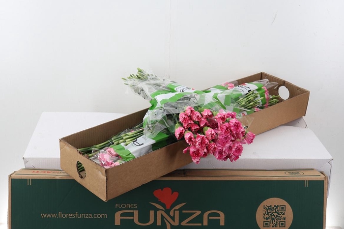 <h4>Di St Dollar Box</h4>