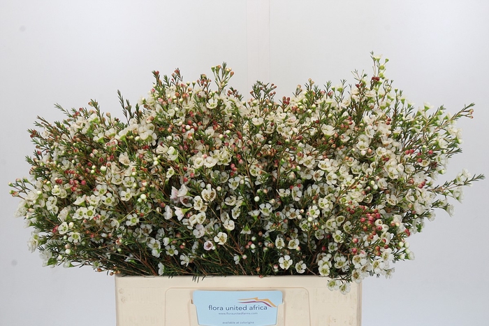 <h4>Chamelaucium Sirius</h4>