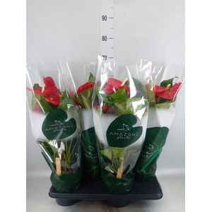 Anthurium andr. 'Melodia'