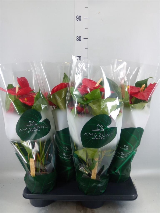 <h4>Anthurium andr. 'Melodia'</h4>