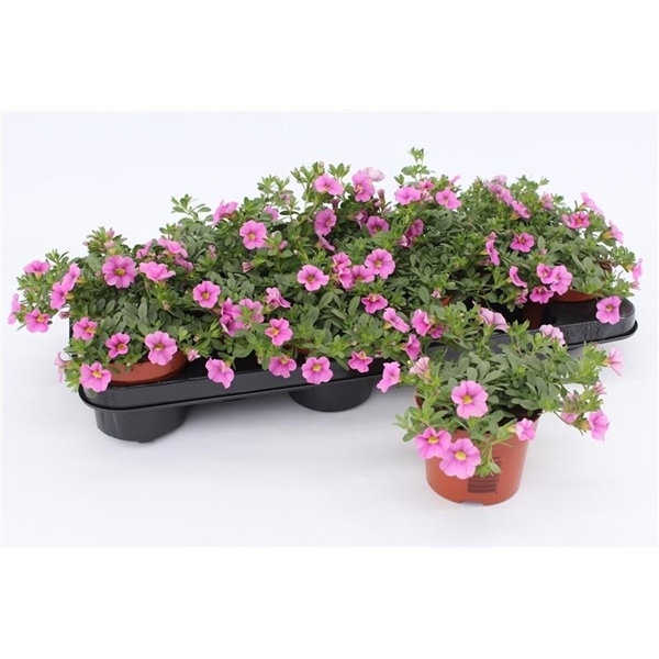 <h4>Calibrachoa Pink</h4>
