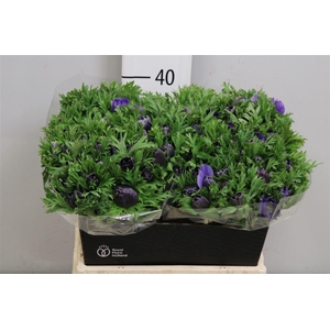 Anem Co Mar Blue
