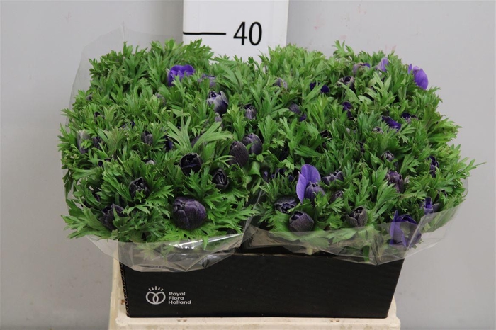 <h4>Anem Co Mar Blue</h4>