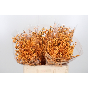 Ilex Golden Verboom