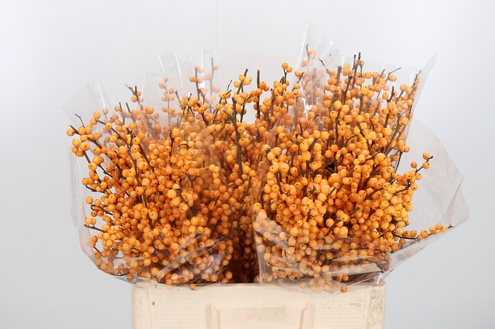 <h4>Ilex Golden Verboom</h4>