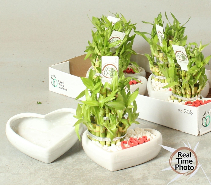 <h4>DRA LUCKY BAMBOO</h4>