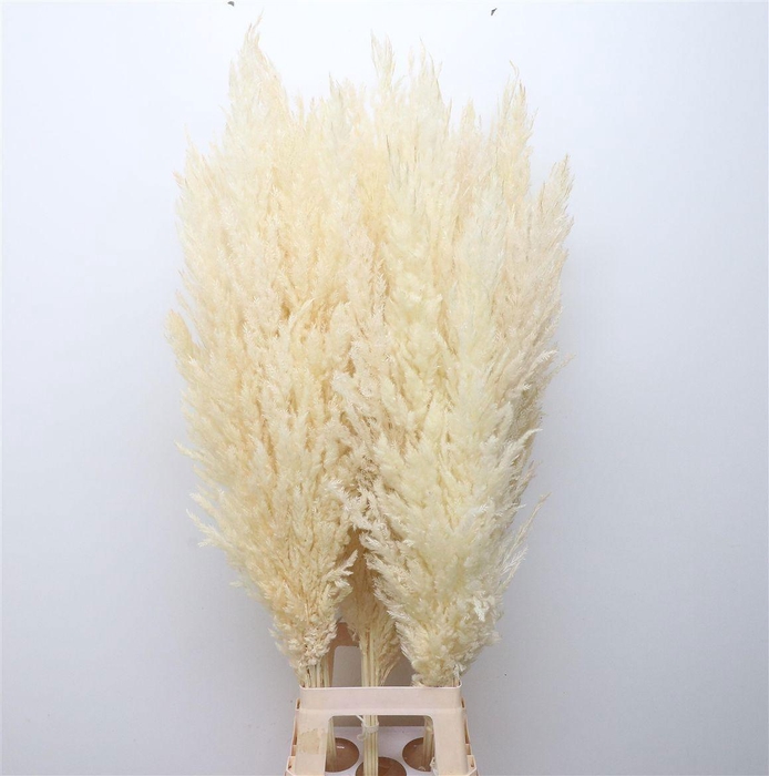 <h4>DROOGBL BEWERKT H%</h4>