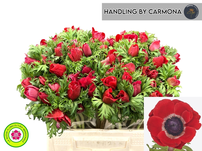 <h4>Anem Co Mis + Red</h4>