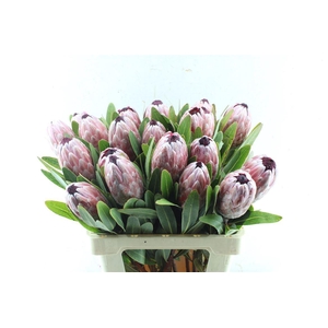Protea Pink Ice