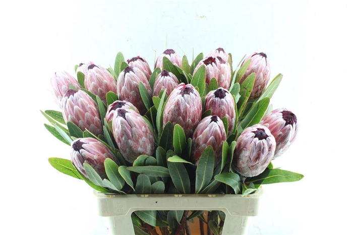 <h4>Protea Pink Ice</h4>