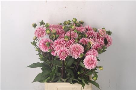 <h4>Dahl Misty Pink</h4>
