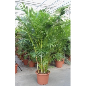 Dypsis lutescens (Areca)