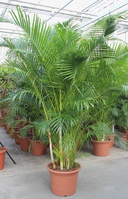 <h4>Dypsis lutescens (Areca)</h4>