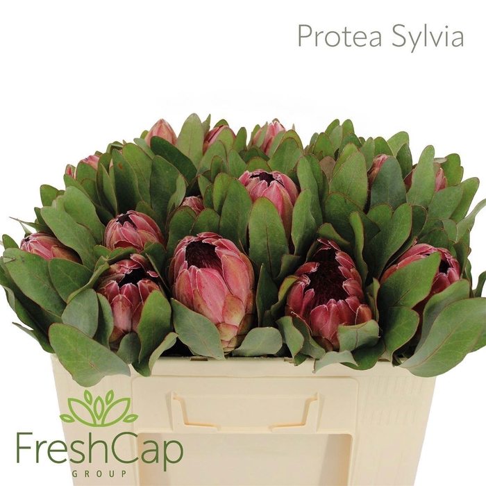 <h4>PROTEA SYLVIA</h4>