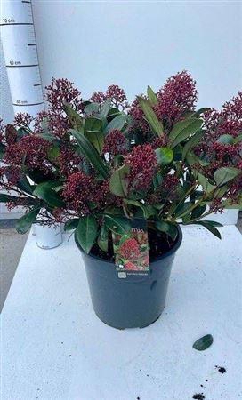 <h4>Skim J Rubella</h4>