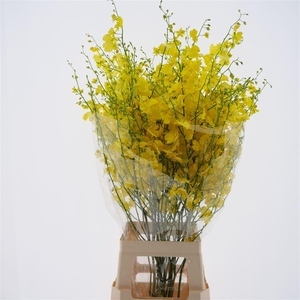 Oncidium Golden Time Xl