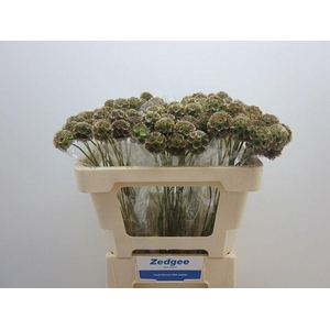 SCABIOSA STELLATA ZD