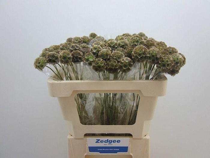 <h4>SCABIOSA STELLATA ZD</h4>