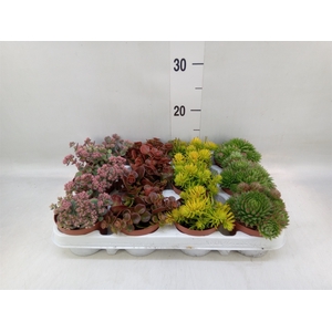 Sedum   ...