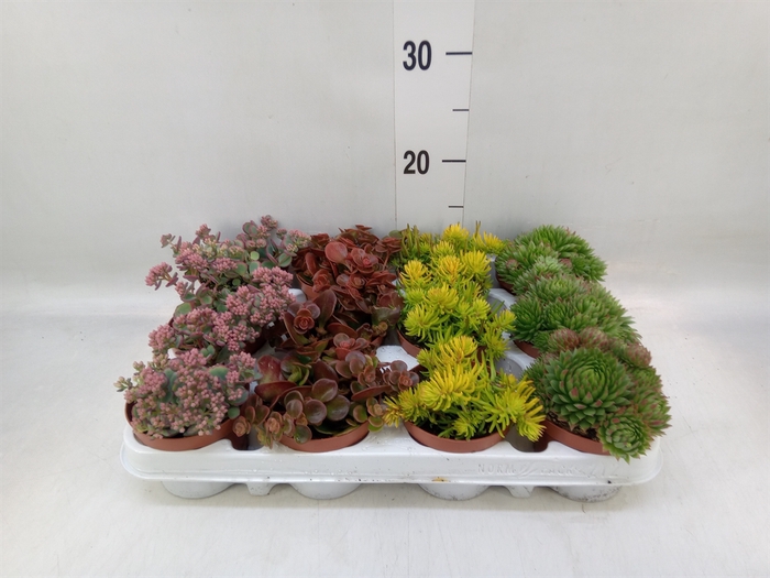 <h4>Sedum   ...</h4>