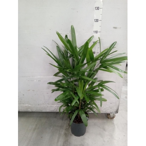 Rhapis excelsa