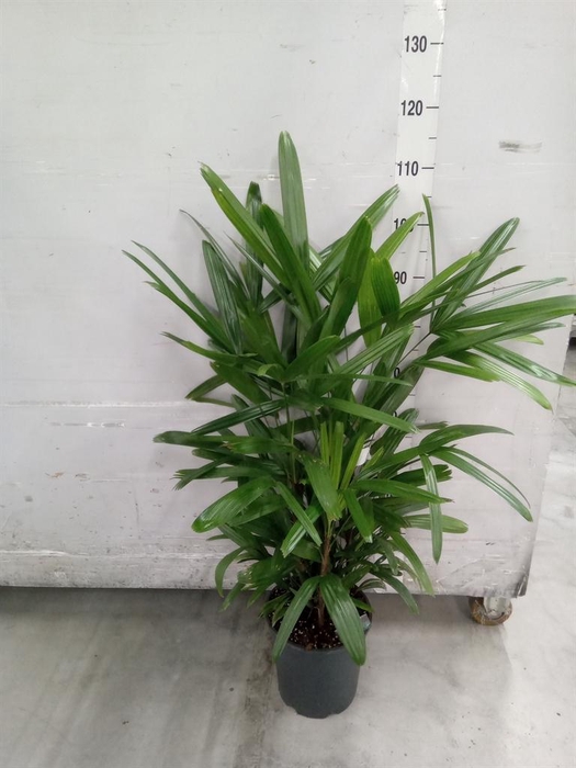 <h4>Rhapis excelsa</h4>