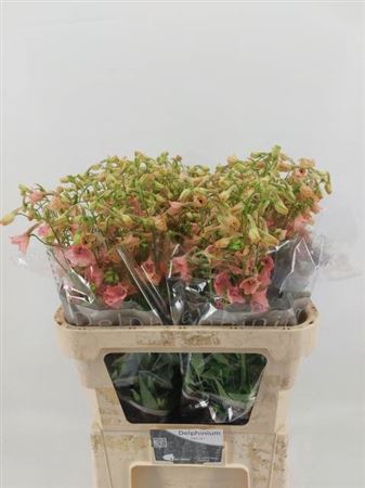 <h4>Delphinium Be Pink Sensation</h4>