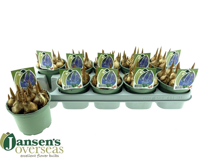 <h4>MUSCAR BLUE MAGIC</h4>