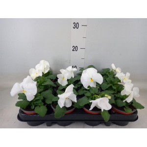 Viola wr. 'Delta Pure White'