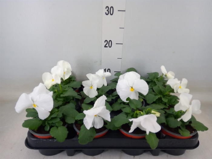 <h4>Viola wr. 'Delta Pure White'</h4>