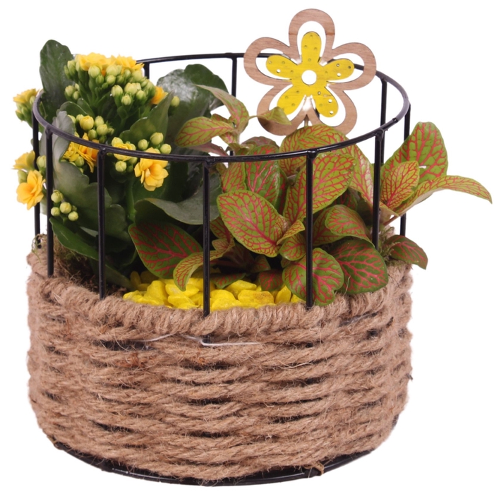 <h4>Opm Summer Arr. Indoor Metal Frame Rope Round</h4>