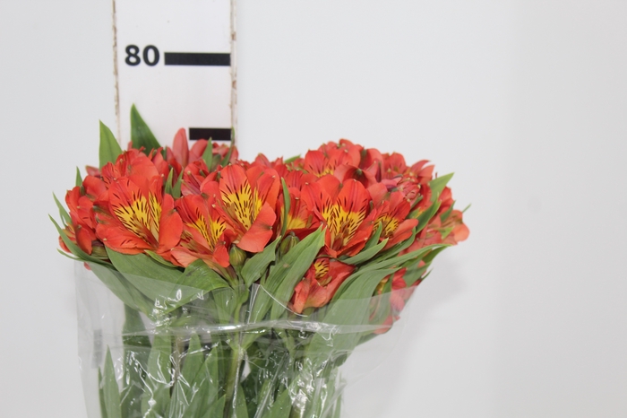 <h4>ALSTROEMERIA PARTY 070 CM</h4>