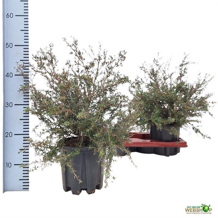 <h4>LEPTO SCOPARIUM</h4>