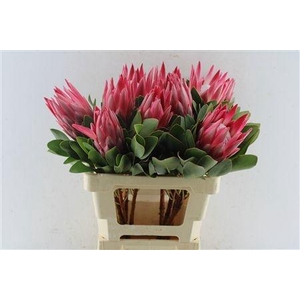 PROTEA CY MADIBA