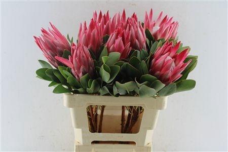 <h4>PROTEA CY MADIBA</h4>