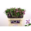 Clematis Amazing Rome Marginpar