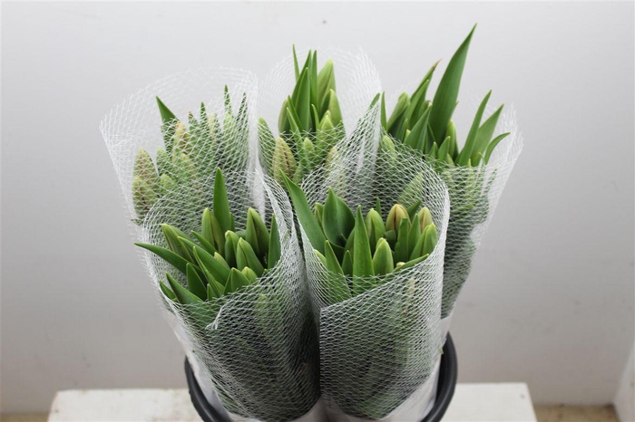 <h4>Tu Fr En Menton</h4>