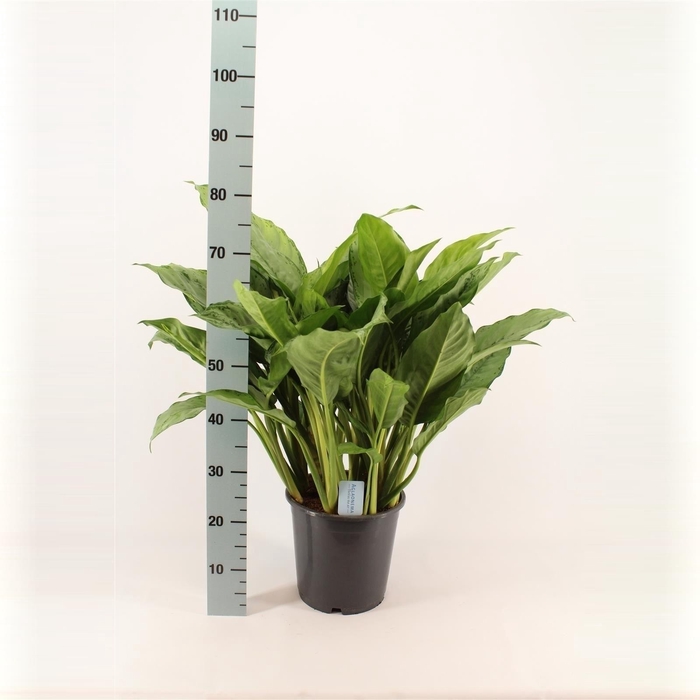 <h4>Aglaonema 'B.J. Freedman'</h4>